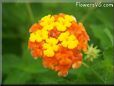 orange lantana flower