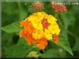 orange lantana flower
