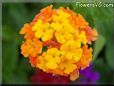 orange lantana flower