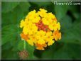 orange lantana flower