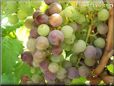 purple green grapes