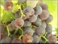 purple grapes