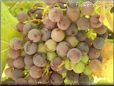 purple green grapes