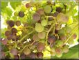 purple green grapes