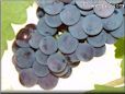 blue grapes