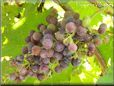 purple grapes