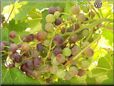 purple green grapes