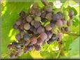 purple grapes