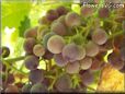 purple grapes