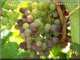 purple grapes
