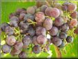 purple grapes