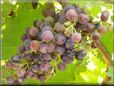 purple grapes