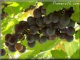 purple grapes