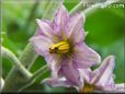 eggplant blossom flower