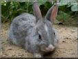 grey white bunny rabbit pictures