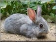 grey white rabbit