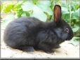 black rabbit