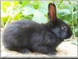 black rabbit