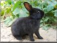 Black bunny rabbit pictures