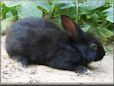 black rabbit