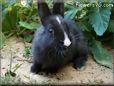  bunny rabbit pictures