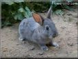 grey rabbit