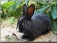 black white rabbit