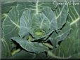 collards greens