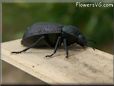 stinkbug