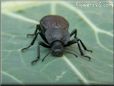 stink bug