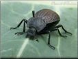 stink bug