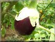  eggplant