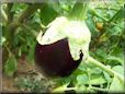  eggplant