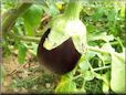 eggplant