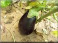  eggplant