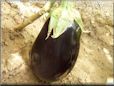  eggplant