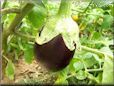  eggplant