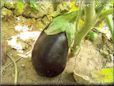  eggplant