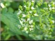  greek oregano