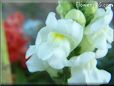 white snapdragon flower