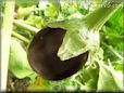  eggplant