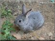 grey rabbit