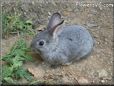 grey rabbit