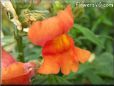 orange snap dragon flower