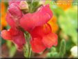 orange snap dragon flower