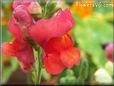 orange snap dragon flower