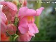 dark pink snap dragon flower