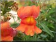 orange snap dragon flower