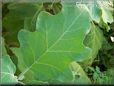 eggplant leaf