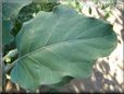 eggplant leaf